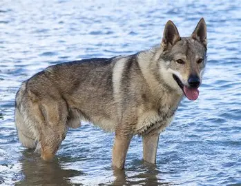 Terrore a Stromboli: giovane donna aggredita sugli scogli da due lupi cecoslovacchi, si salva gettandosi in mare